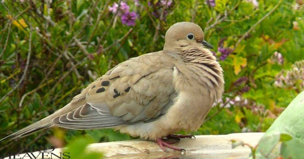 Truth About Mourning Dove Invasiveness