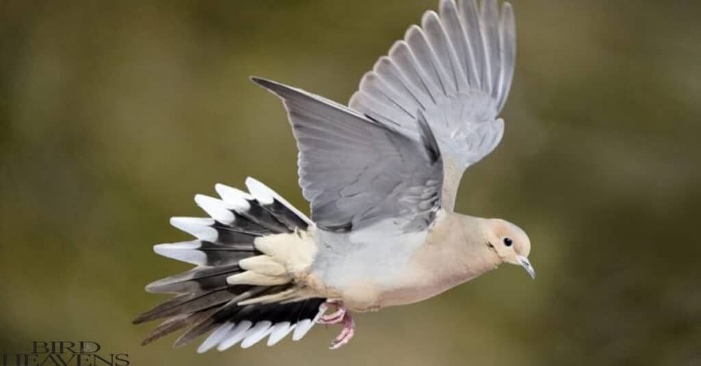 Mourning Dove is flying in air