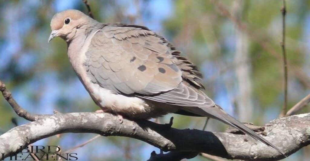 Mourning Doves are not endangered and are not extinct