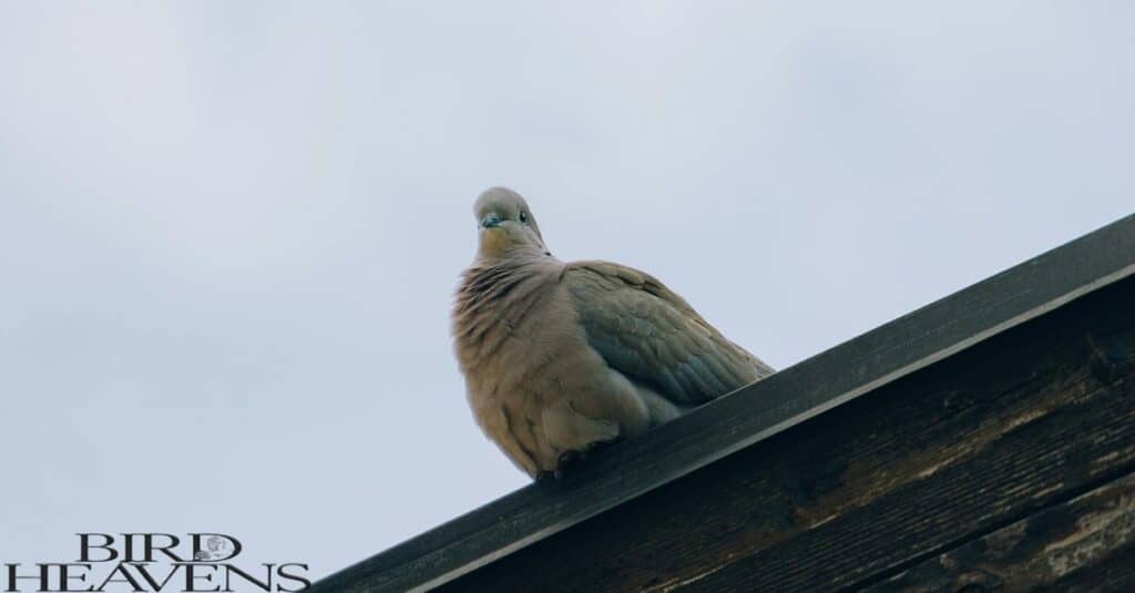 Mourning Dove is sitting on roof