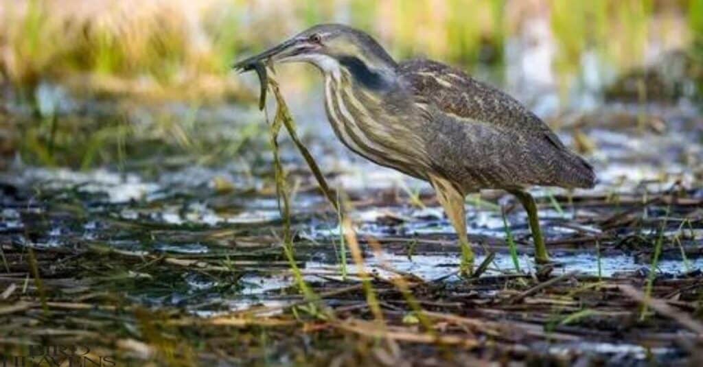 American Bittern is holding some grass in its beak