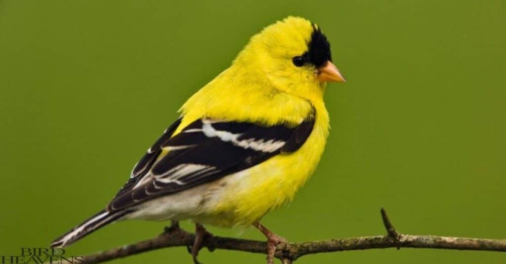 American Goldfinch is perched on branch of tree