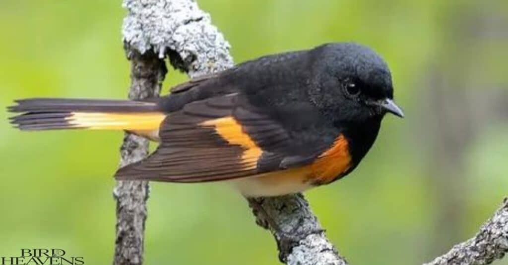 American Redstart is yellow bird of ohio