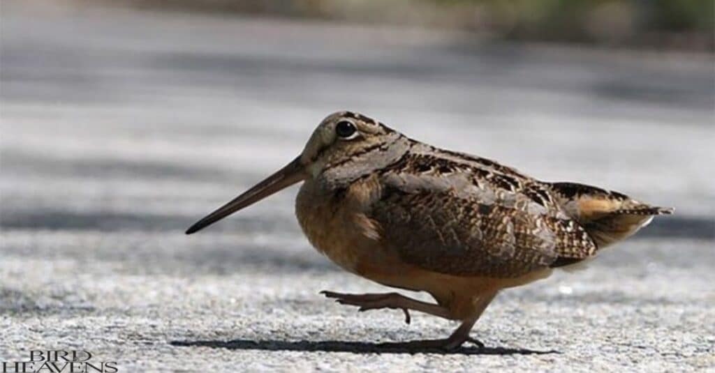 American Woodcock is a bird with funny name