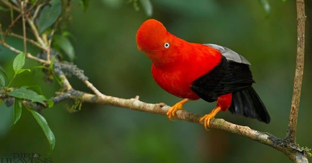 Andean Cock-of-the-rock is perched on a tree