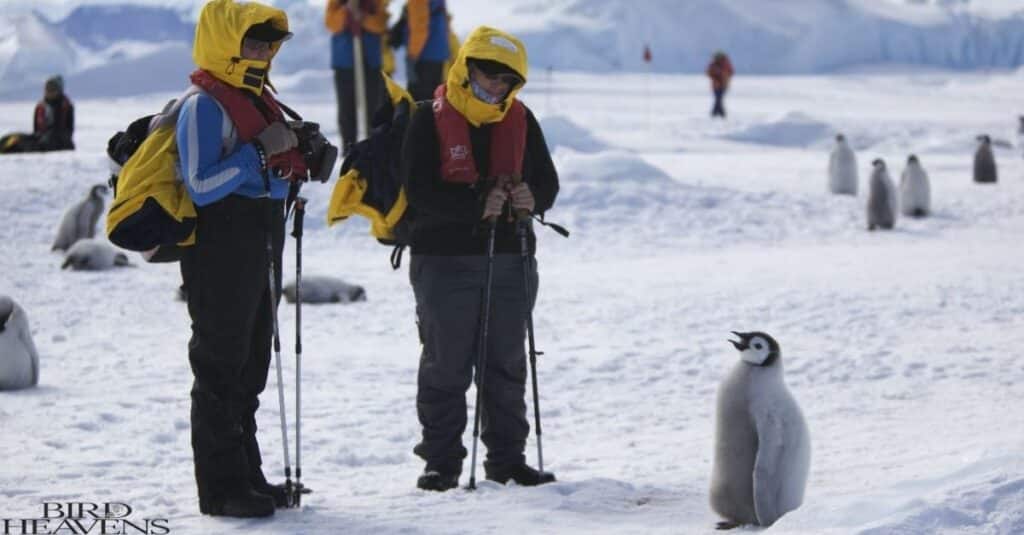 Usually Penguins are Friendly