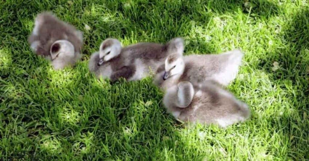 Baby Goose are sleeping on grass