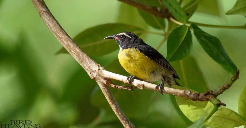 Bananaquit is perched on tree and looking around