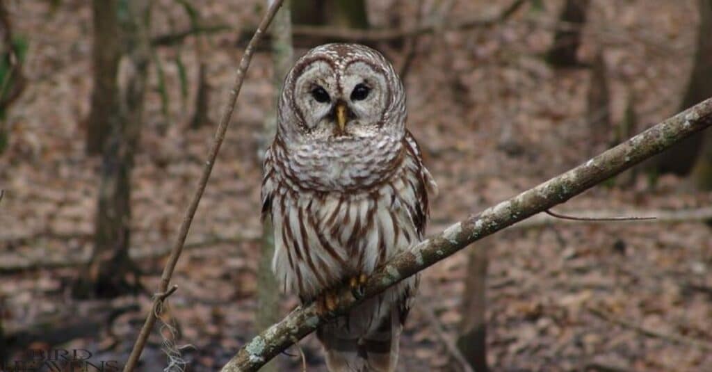 Barred Owl is found in michigan