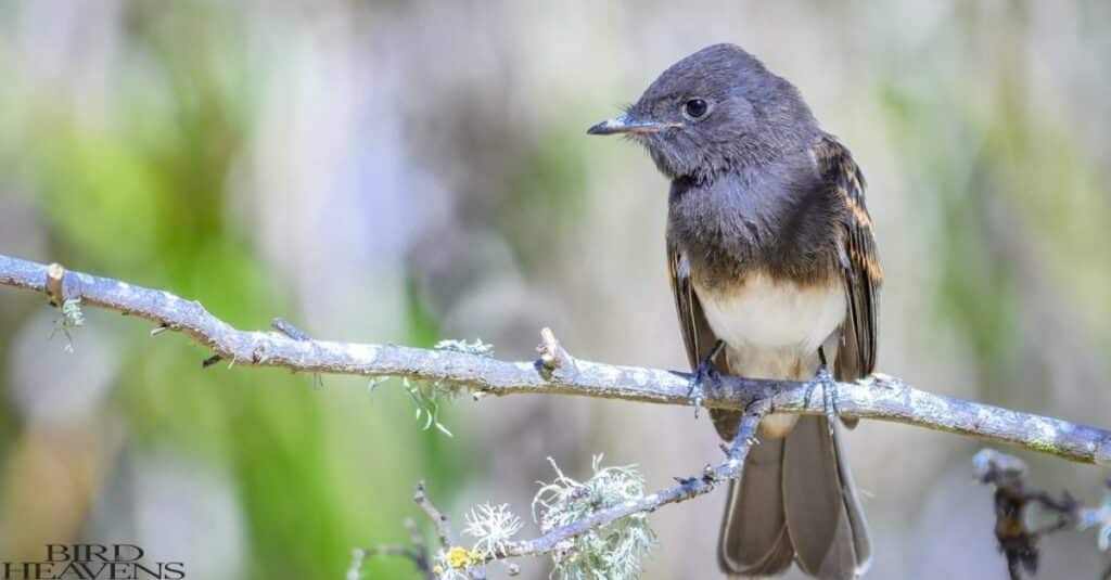 Black Phoebe have white belly