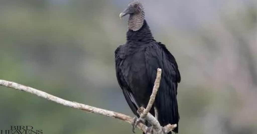 Black Vulture is found in Texas