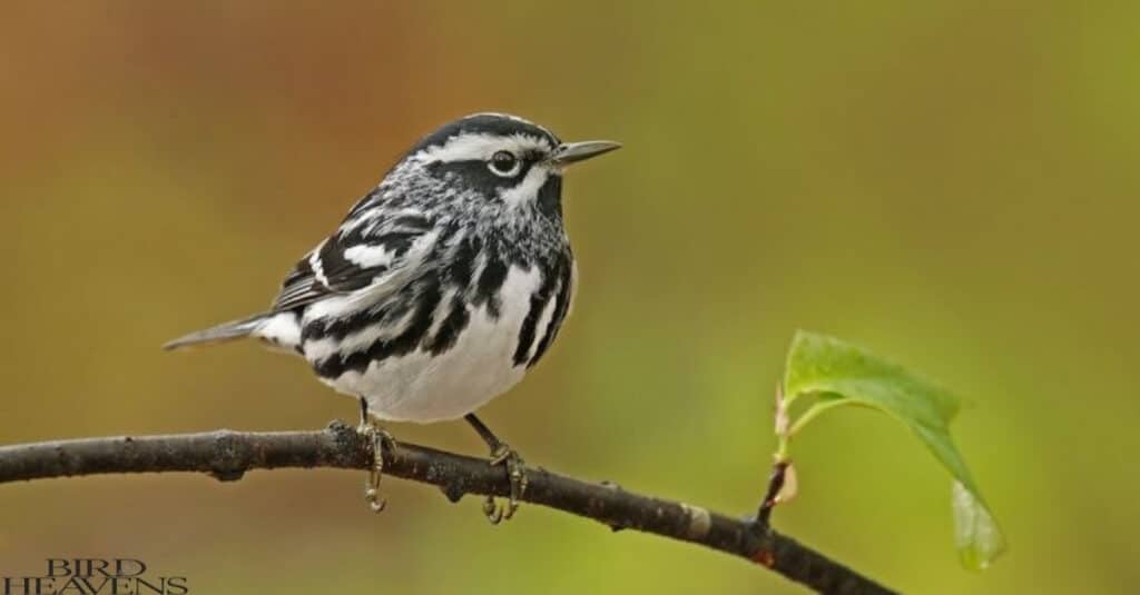 Black-and-white Warbler is bird having white belly