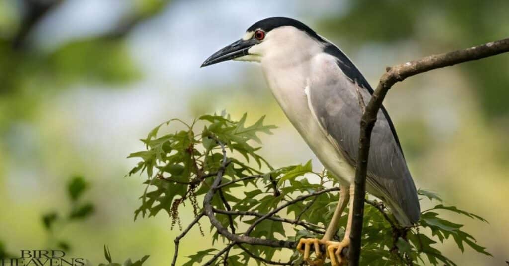 Black-crowned Night-heron is perched on a tree