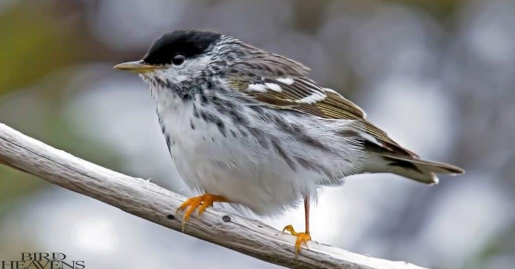 Blackpoll Warbler is bird having white belly