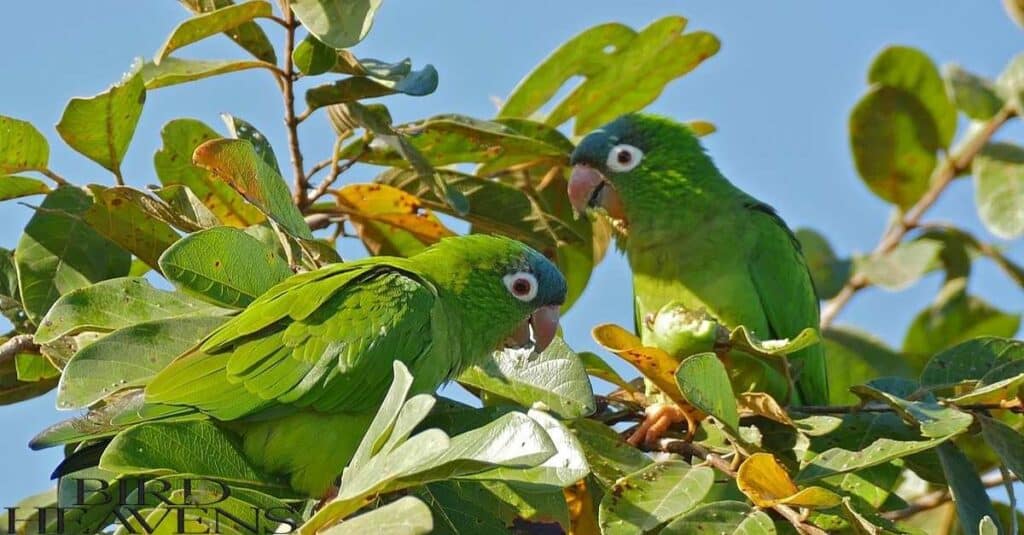 Blue-crowned Parakeets are sitting on top of tree