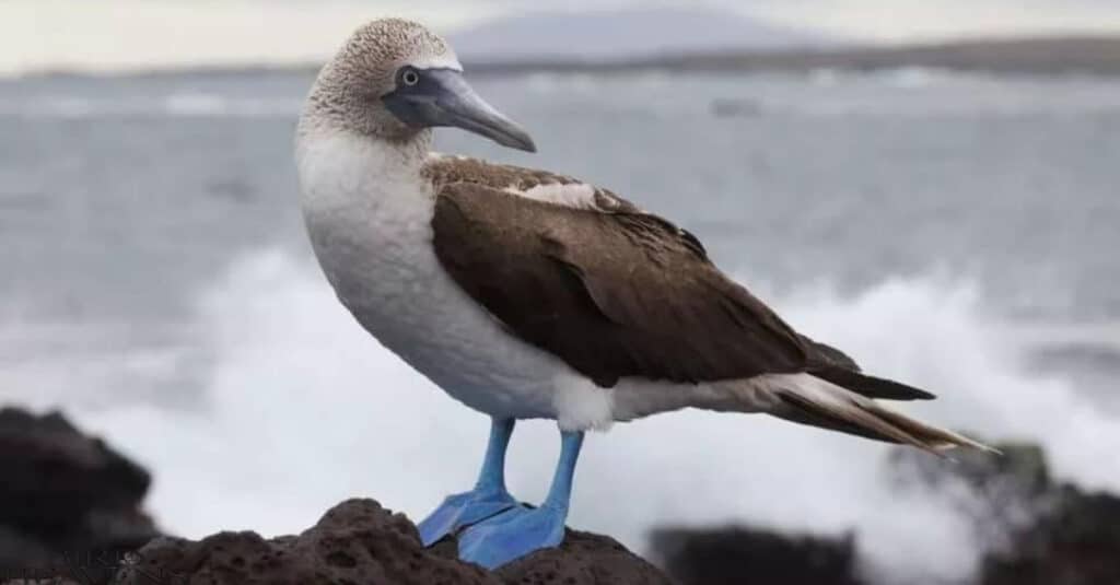 Blue-footed Booby is standing near river