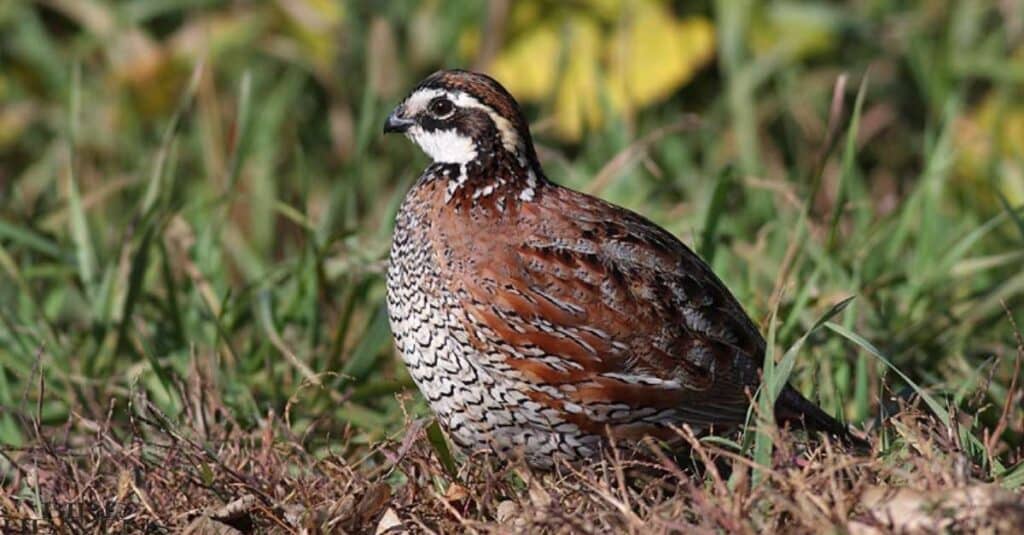 Bobwhite Quail lifespan is 1-2 years