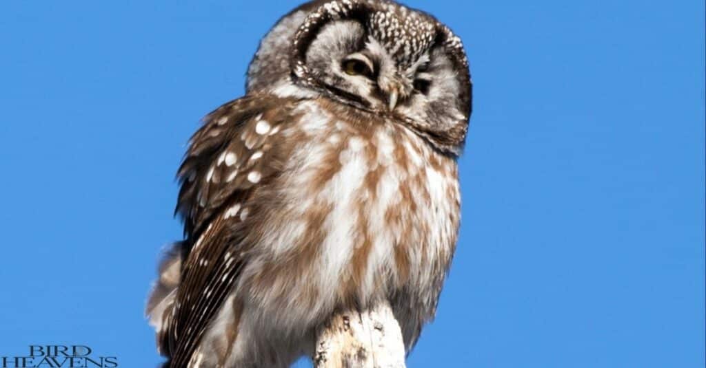 Boreal Owl is one of owl found in michigan