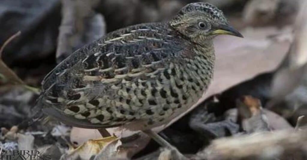 Button Quail can live up to 3-5 years