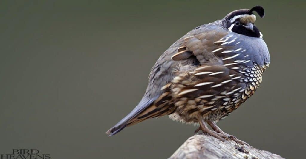 California quail