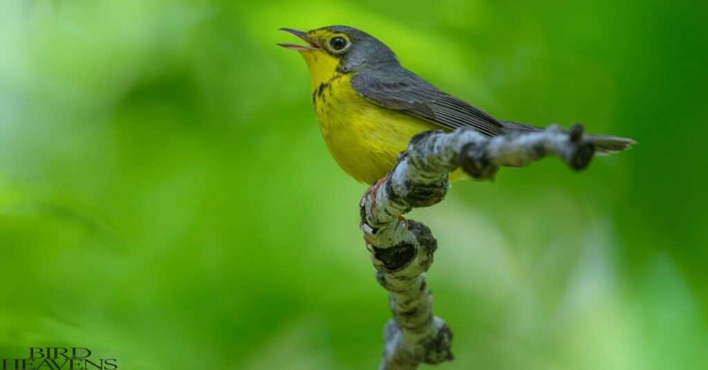 Canada Warbler is sitting in forest