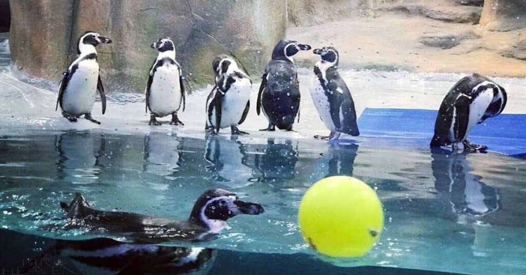 Captive Penguins are swimming