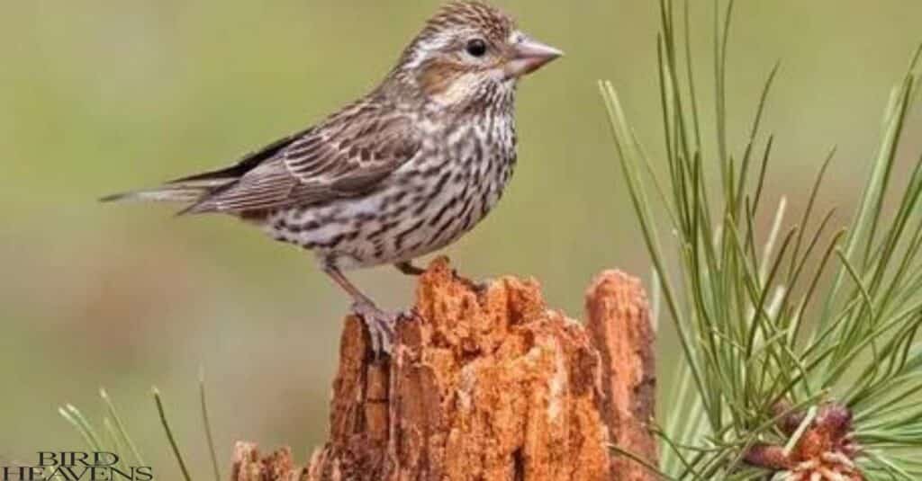 Cassin's Finch is one of finches found in Texas