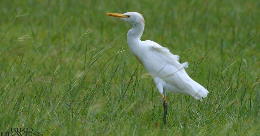 Cattle Egret