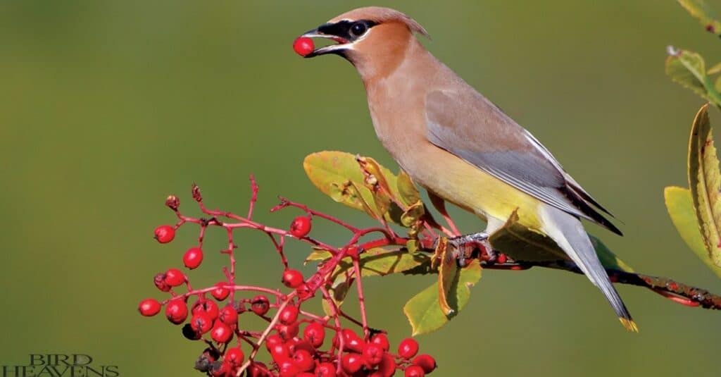 Cedar Waxwing is eating some type of seed