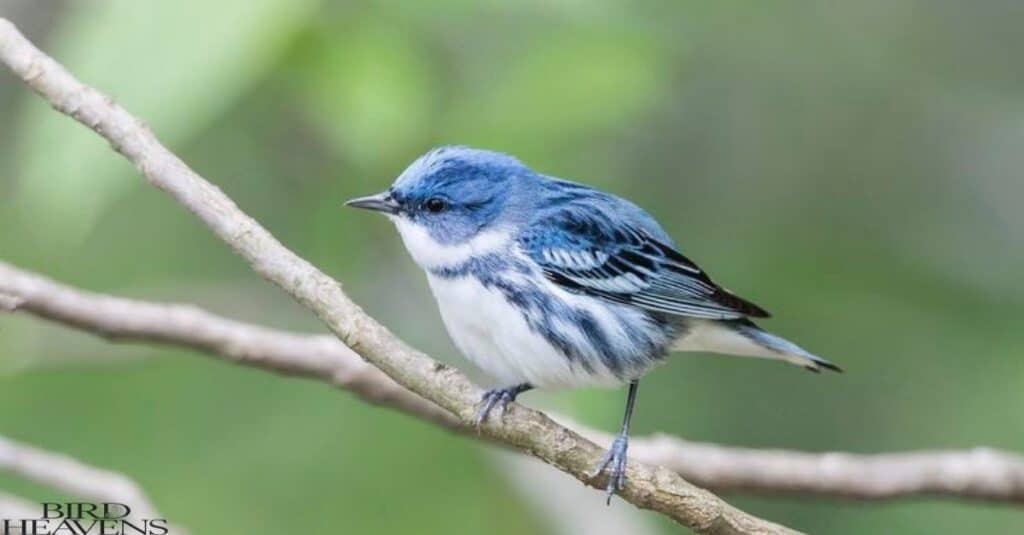 Cerulean Warbler is perched on a tree