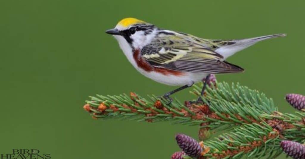 Chestnut-sided Warbler is  bird found in ohio