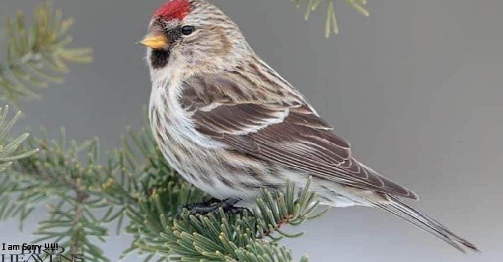 Common Redpoll is perched on tree