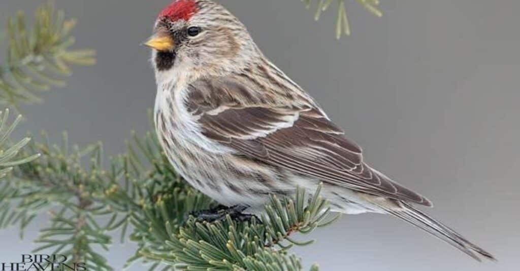 Common Redpoll  is perched on tree