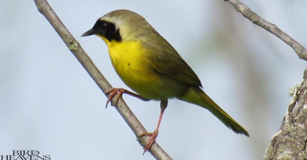 Common Yellowthroat is bird found in ohio