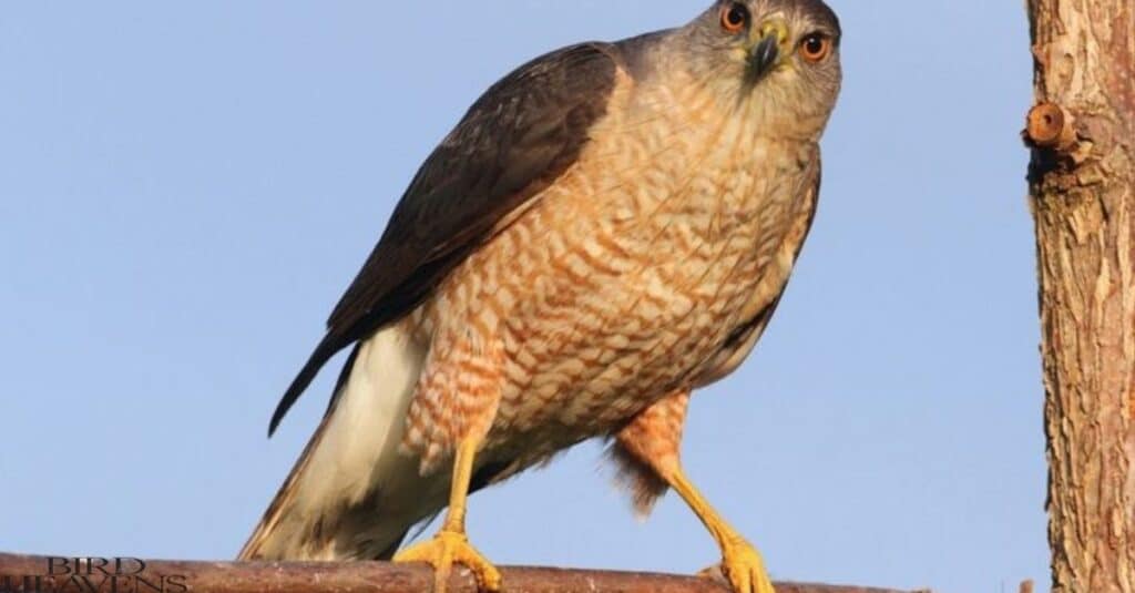 Cooper's Hawk