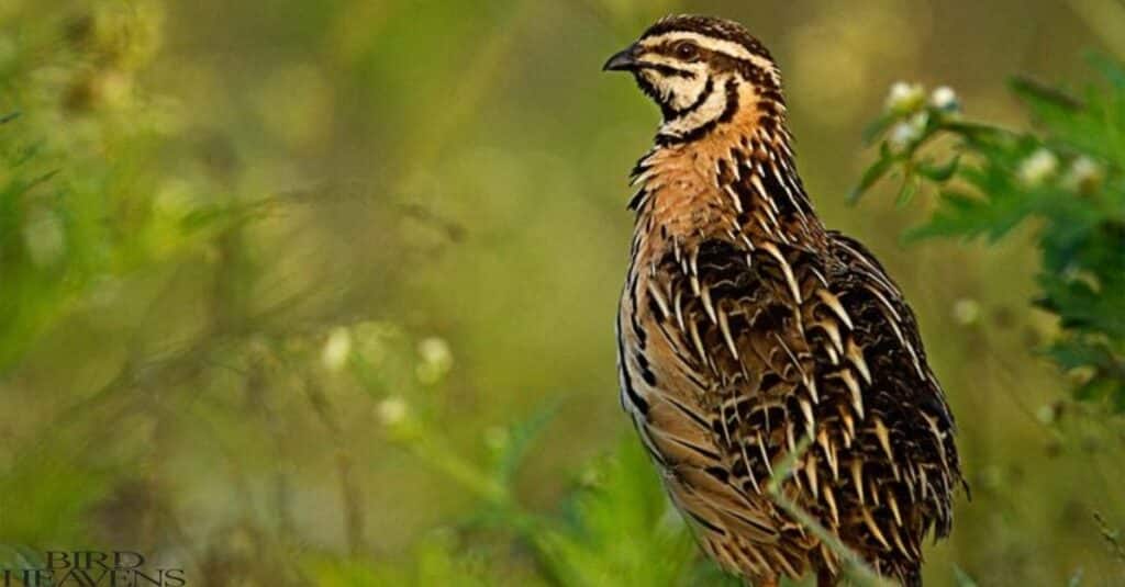 Coturnix Quail lifespan is 2-4 years