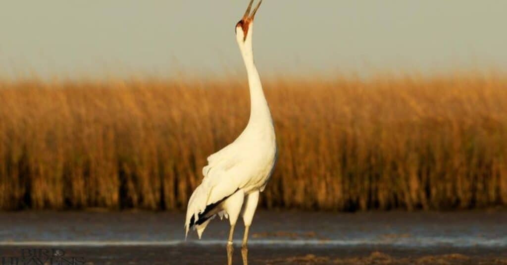 Crane Vs. Heron