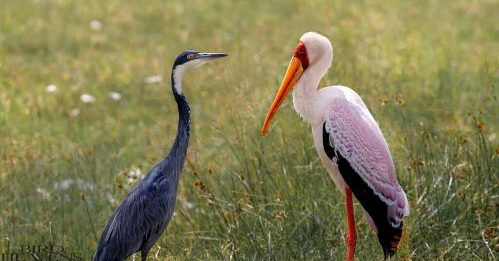 Both  Crane and Heron are social birds