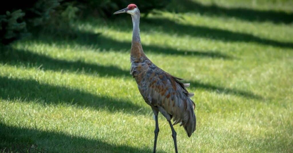 Crane family