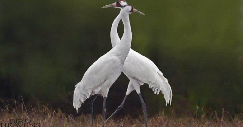 Two elegant white cranes stand close together in the grass, their heads touching.