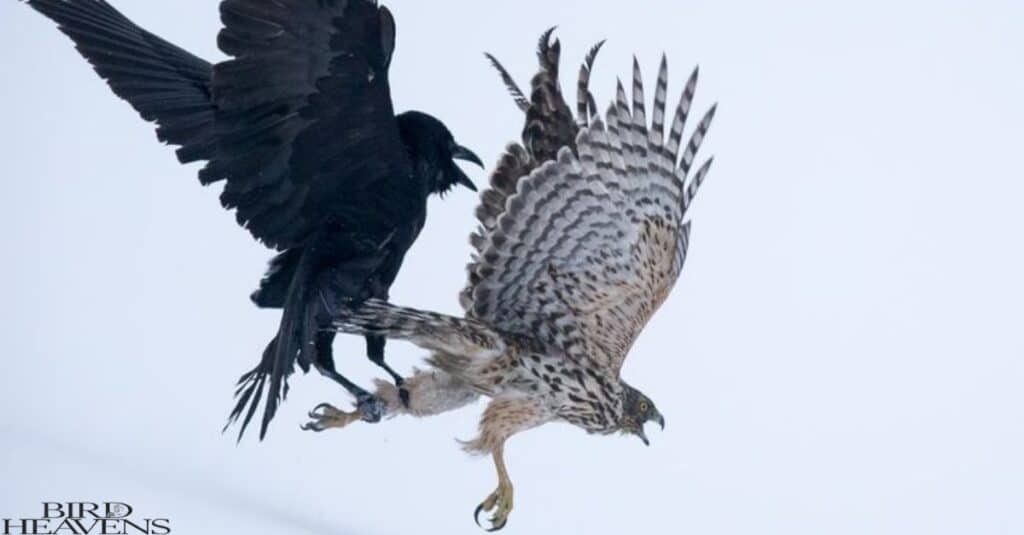 Hawks usually don't fight back with crows