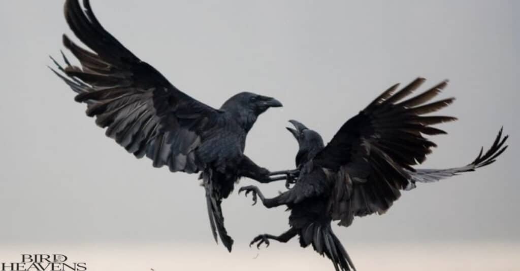 Crow is fighting with raven