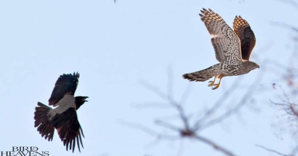 Crows are chasing hawks and this process is called mobbing