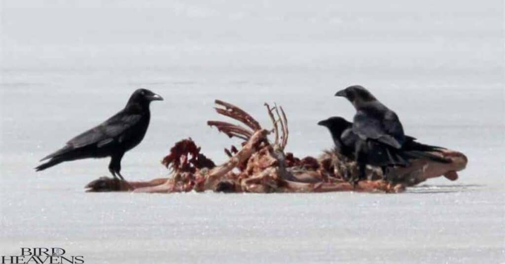 Crow prey on dead animals