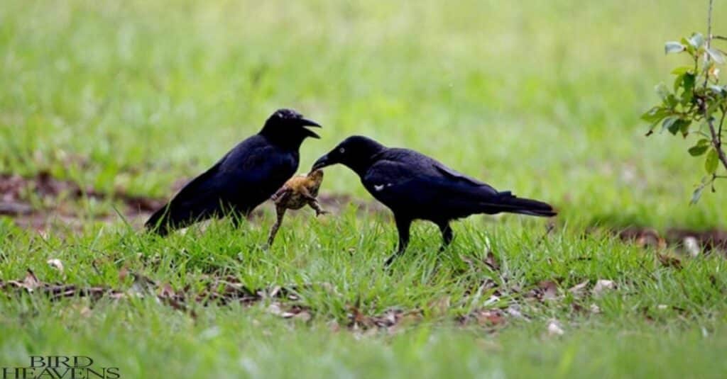 Crows are eating other bird