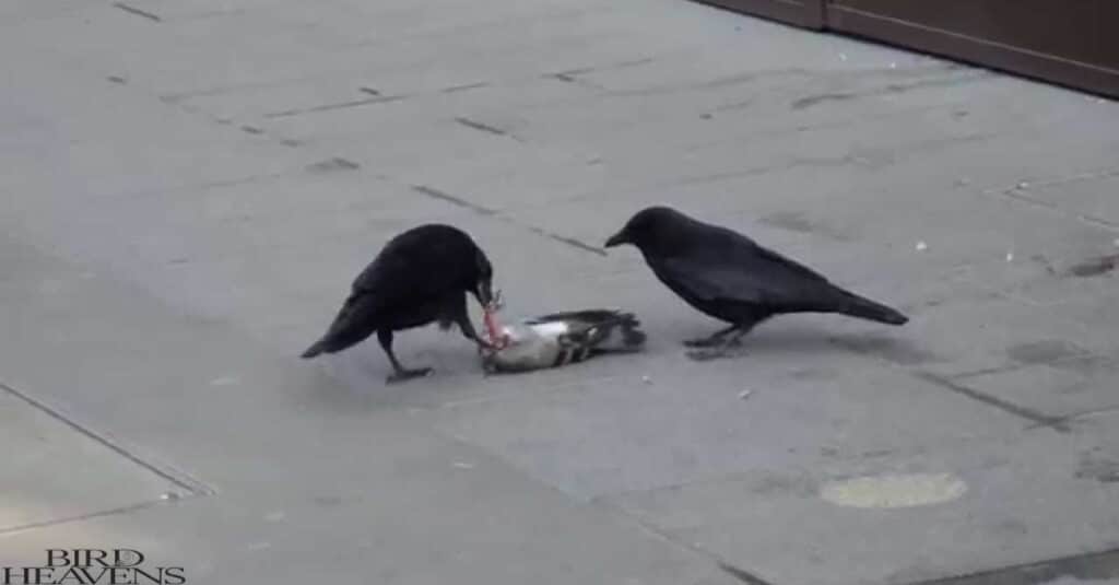 Crows are eating pigeon