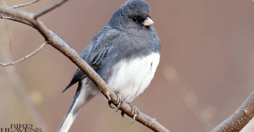 Dark-eyed Junco is perched on a tree branch