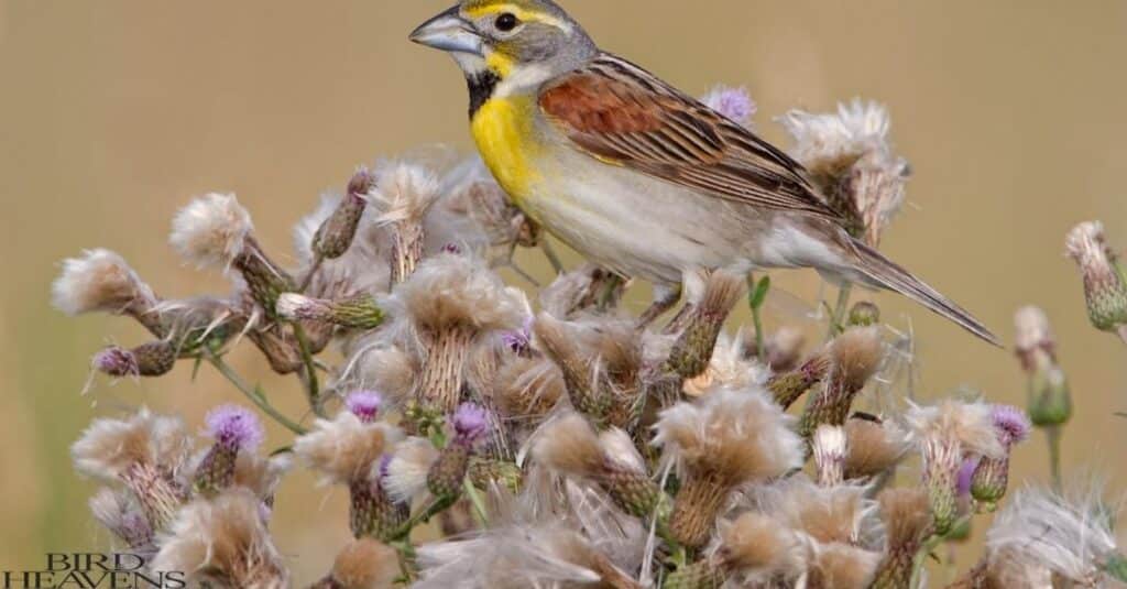 Dickcissel is bird having very funny name