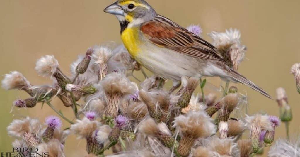 Dickcissel is ssitting on a beautiful tree