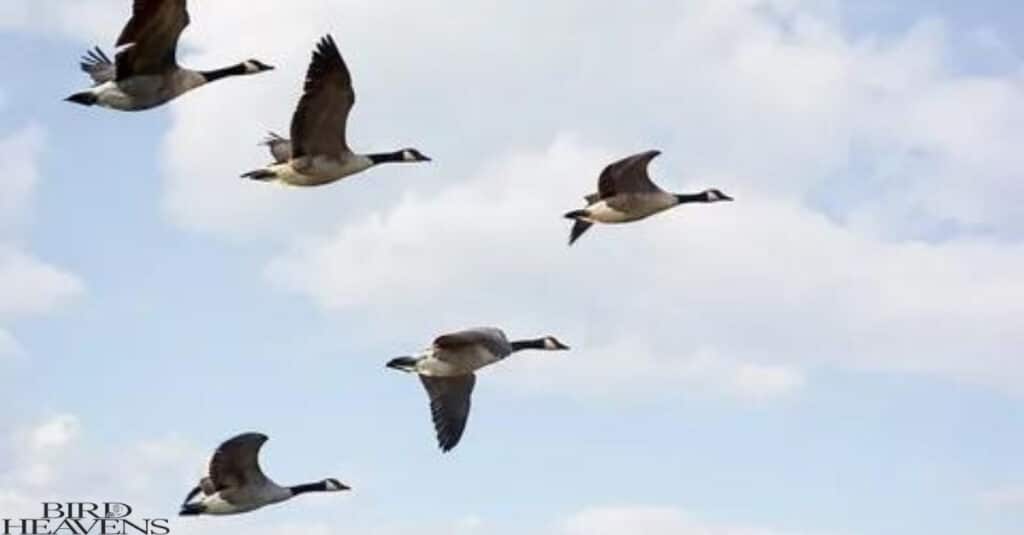 Do Geese Fly At Night